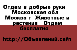 Отдам в добрые руки. - Московская обл., Москва г. Животные и растения » Отдам бесплатно   